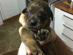 Cachorro raça vira-lata idade 2 a 6 meses nome nome indefinido