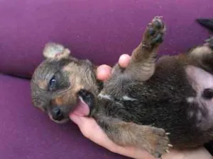 Cachorro raça vira-lata idade 2 a 6 meses nome nome indefinido
