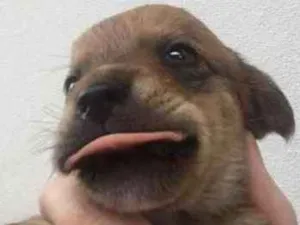 Cachorro raça vira-lata idade 2 a 6 meses nome nome indefinido