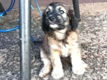 Cachorro raça Lhasa com vira lata idade Abaixo de 2 meses nome Estrela