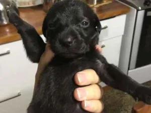 Cachorro raça vira-lata idade 2 a 6 meses nome nome aindaindefinido