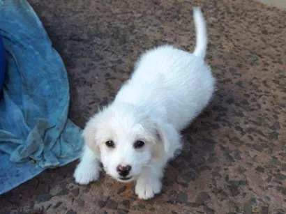 Cachorro raça Lhasa com vira lata idade Abaixo de 2 meses nome Lua