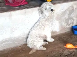 Cachorro raça Lhasa com maltês  idade 1 ano nome Sky