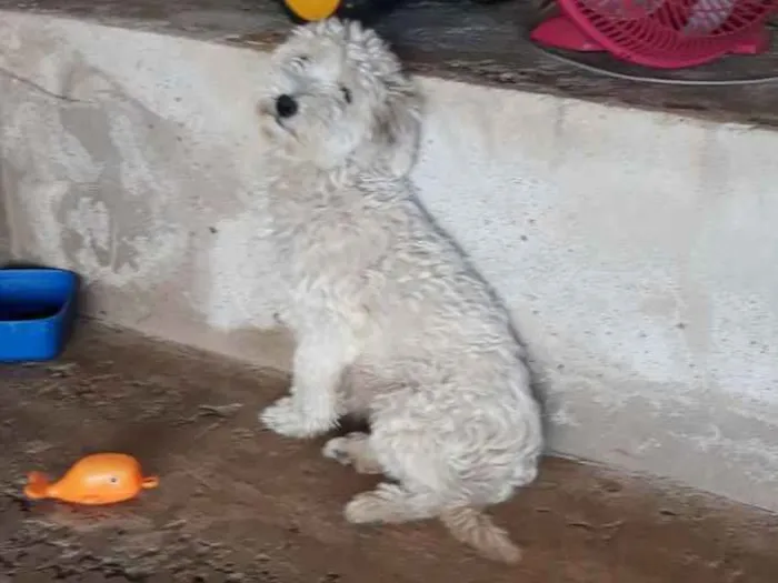 Cachorro ra a Lhasa com maltês  idade 1 ano nome Sky