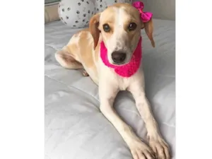 Cachorro raça Sem raça definida  idade 1 ano nome POPPY 