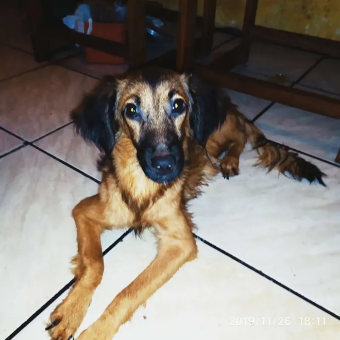Cachorro raça Poodle Com Cookie Spain idade 7 a 11 meses nome Mística 
