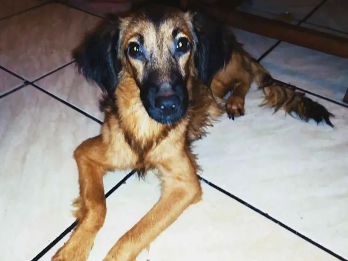 Cachorro raça Poodle Com Cookie Spain idade 7 a 11 meses nome Mística 