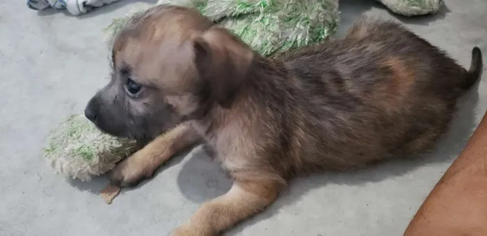 Cachorro ra a Vira Lata idade 2 a 6 meses nome Não tem