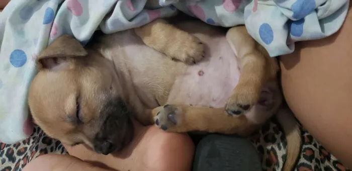 Cachorro ra a Vira Lata idade 2 a 6 meses nome Não tem