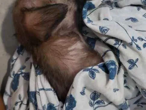 Cachorro ra a Vira Lata idade 2 a 6 meses nome Não tem
