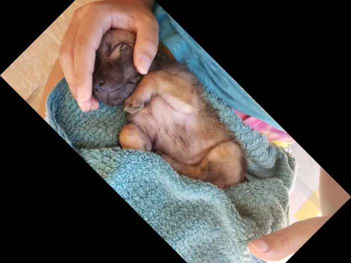 Cachorro ra a Vira-lata idade 2 a 6 meses nome Vida