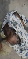 Vida