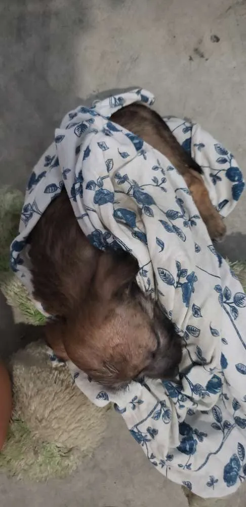 Cachorro ra a Vira-lata idade 2 a 6 meses nome Vida
