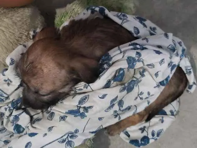 Cachorro ra a Vira-lata idade 2 a 6 meses nome Vida