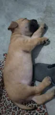 Pimpolha