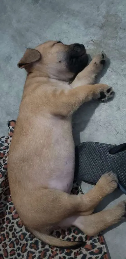 Cachorro ra a Vira-lata idade 2 a 6 meses nome Pimpolha