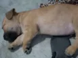 Pimpolha