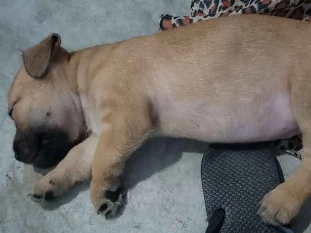 Cachorro ra a Vira-lata idade 2 a 6 meses nome Pimpolha