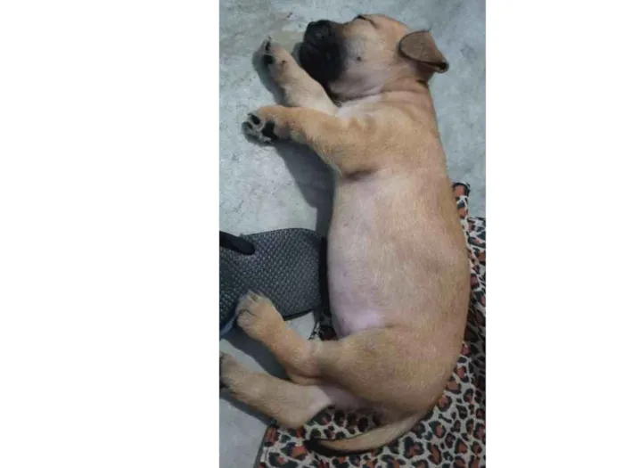 Cachorro ra a Vira-lata idade 2 a 6 meses nome Pimpolha