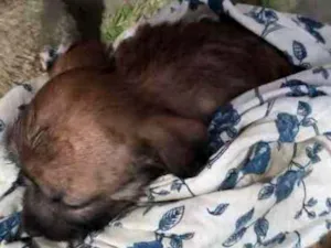 Cachorro raça Vira-lata idade 2 a 6 meses nome Vida