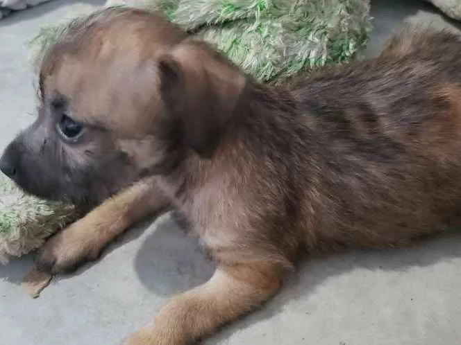 Cachorro ra a Vira Lata idade 2 a 6 meses nome Não tem