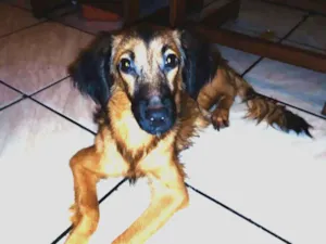 Cachorro raça Poodle Com Cookie Spain idade 7 a 11 meses nome Mística 