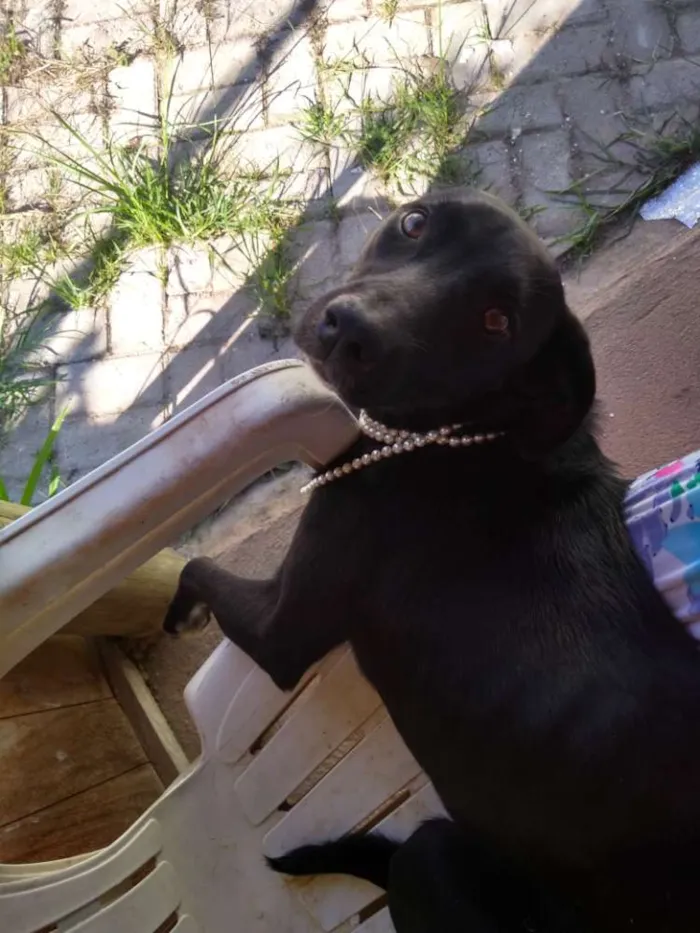 Cachorro raça Indefinida idade 2 a 6 meses nome Sem nome