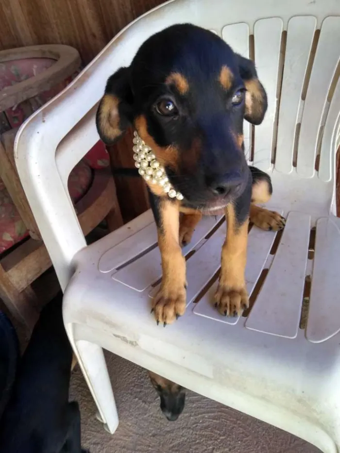 Cachorro raça Indefinida idade 2 a 6 meses nome Sem nome