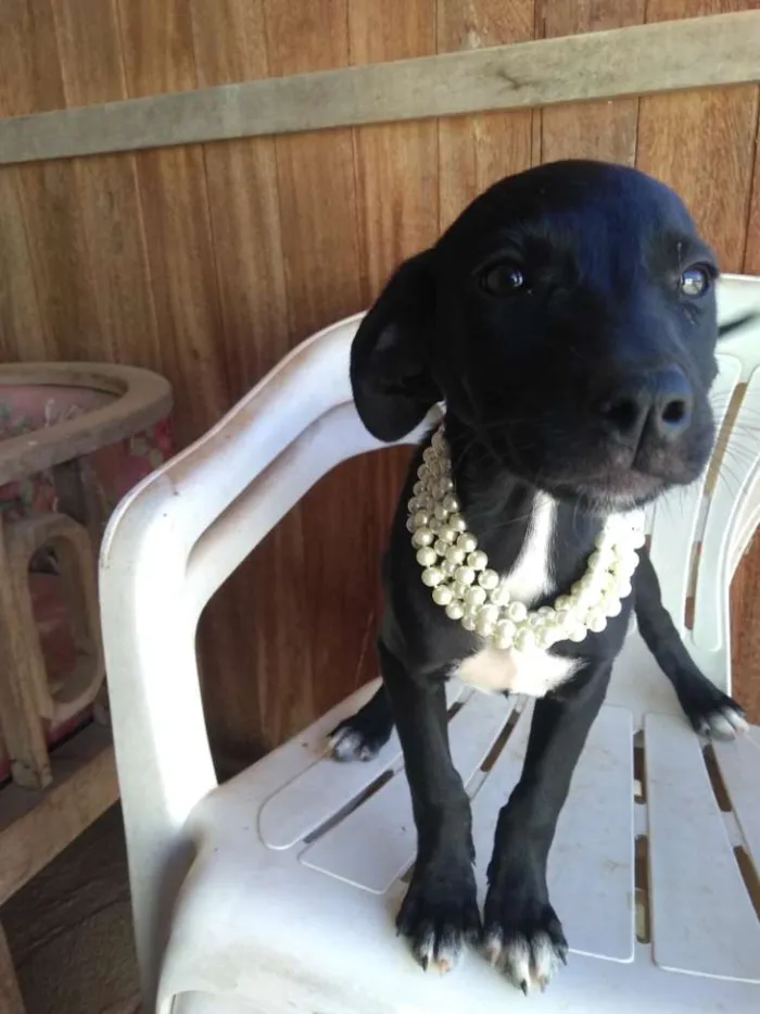 Cachorro raça Indefinida idade 2 a 6 meses nome Sem nome