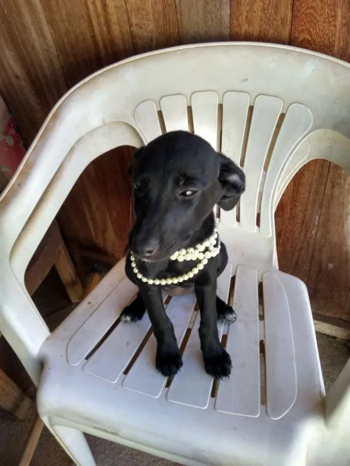 Cachorro raça Indefinida idade 2 a 6 meses nome Sem nome