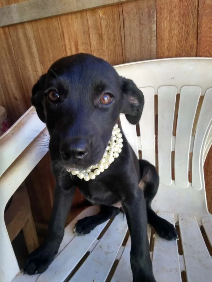 Cachorro raça Indefinida idade 2 a 6 meses nome Sem nome