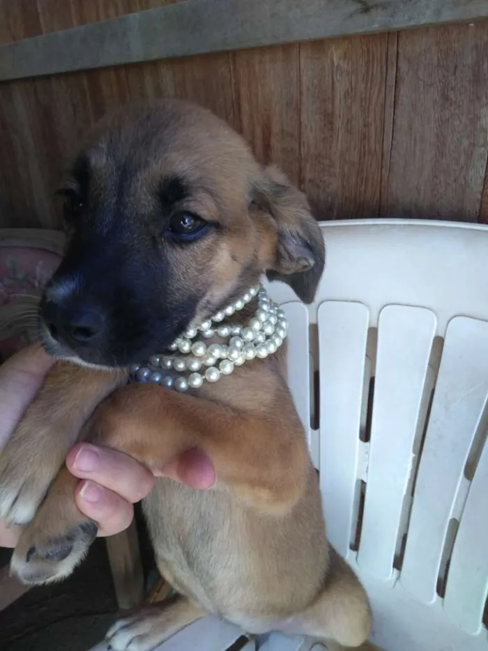 Cachorro raça Indefinida idade 2 a 6 meses nome Sem nome