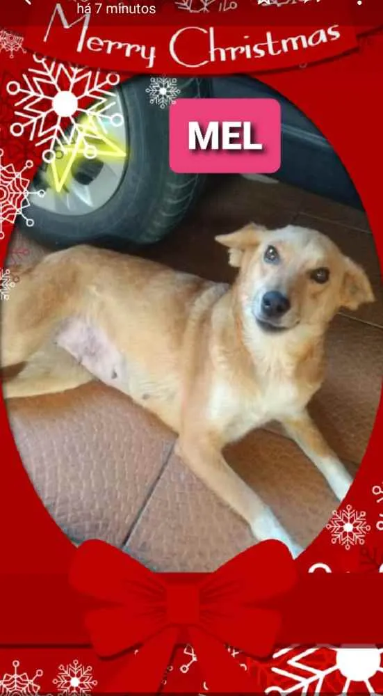 Cachorro ra a SRD idade 2 anos nome Mel