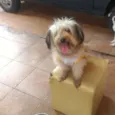 Bela