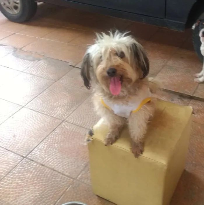 Cachorro ra a Shitsu idade 2 anos nome Bela