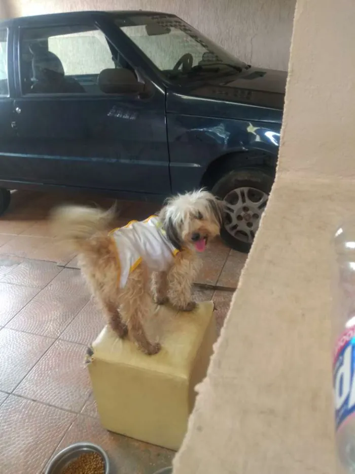 Cachorro ra a Shitsu idade 2 anos nome Bela