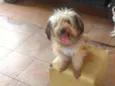 Bela