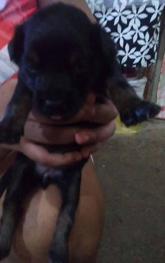 Cachorro raça Não sei idade Abaixo de 2 meses nome Sem nome 