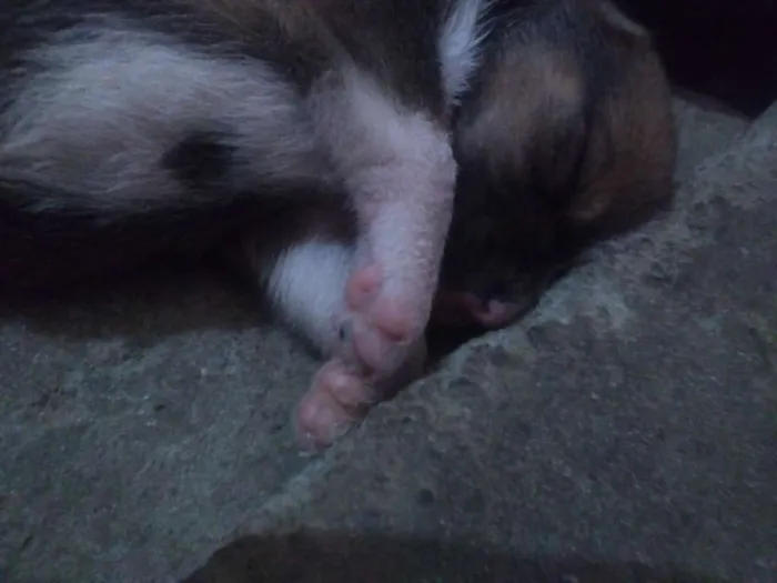 Cachorro raça Não sei idade Abaixo de 2 meses nome Sem nome 