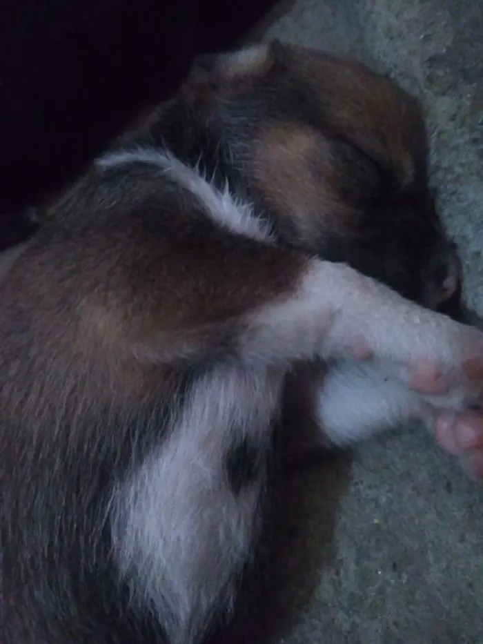 Cachorro raça Não sei idade Abaixo de 2 meses nome Sem nome 