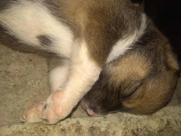Cachorro raça Não sei idade Abaixo de 2 meses nome Sem nome 