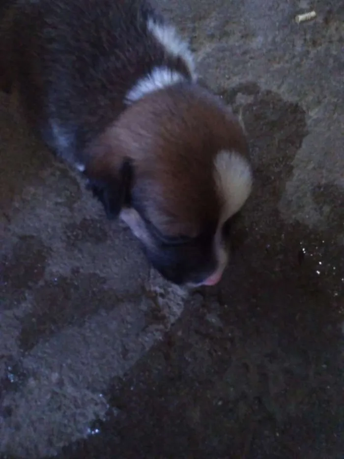 Cachorro raça Não sei idade Abaixo de 2 meses nome Sem nome 