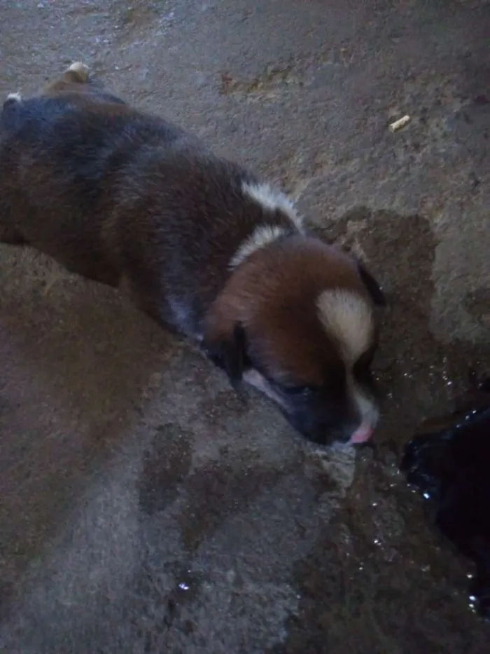 Cachorro raça Não sei idade Abaixo de 2 meses nome Sem nome 