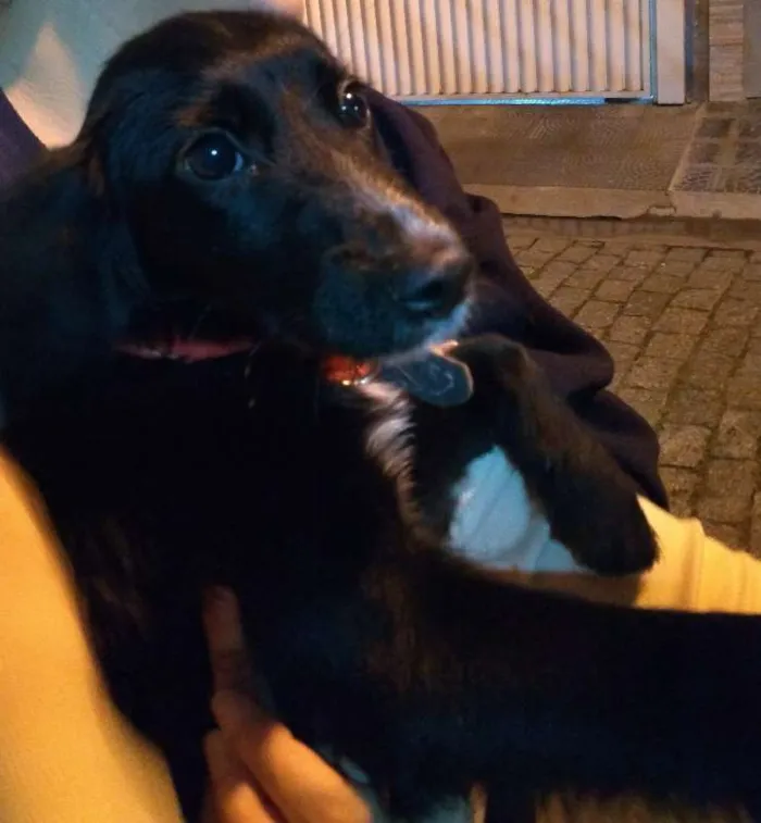 Cachorro ra a SRD idade 2 a 6 meses nome Princesa