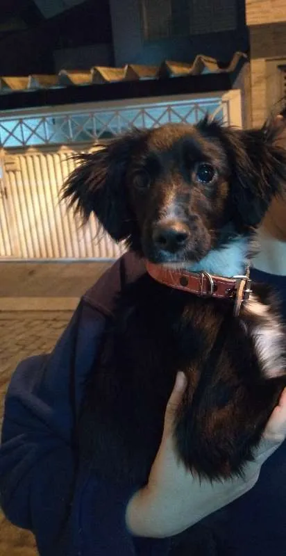 Cachorro ra a SRD idade 2 a 6 meses nome Princesa