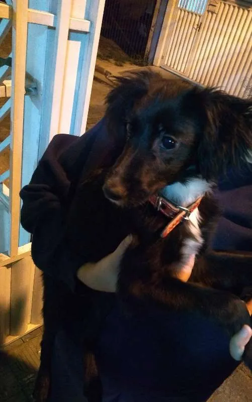 Cachorro ra a SRD idade 2 a 6 meses nome Princesa