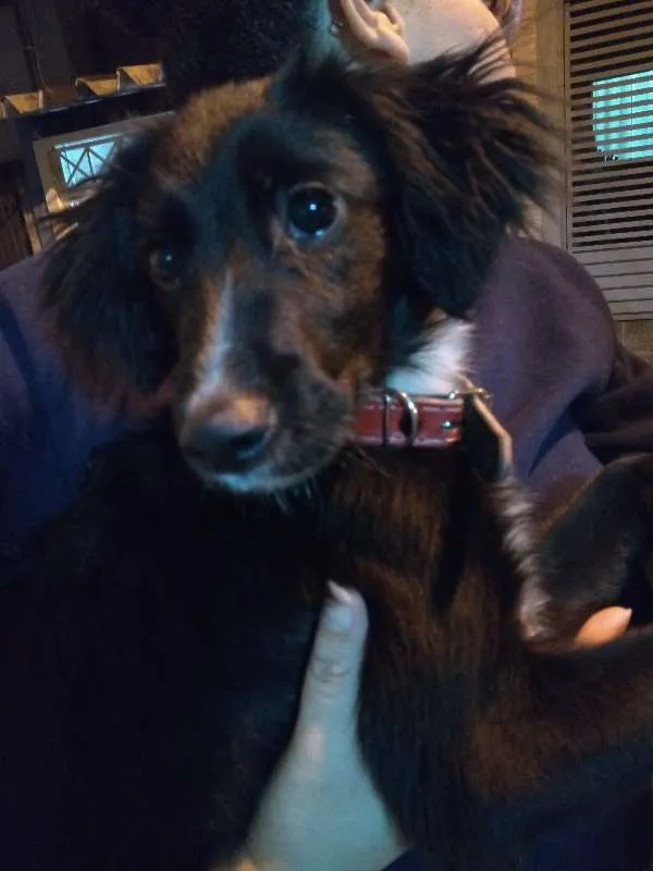 Cachorro ra a SRD idade 2 a 6 meses nome Princesa