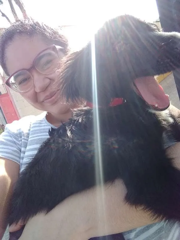 Cachorro ra a SRD idade 2 a 6 meses nome Princesa