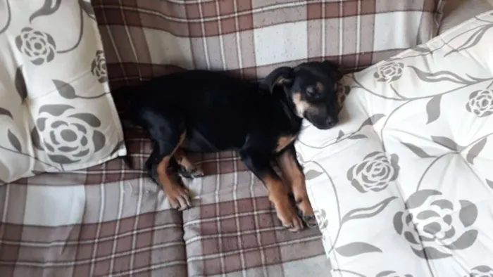 Cachorro ra a Srd idade 2 a 6 meses nome Pititica