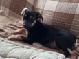 Pititica